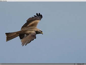 Animali 073